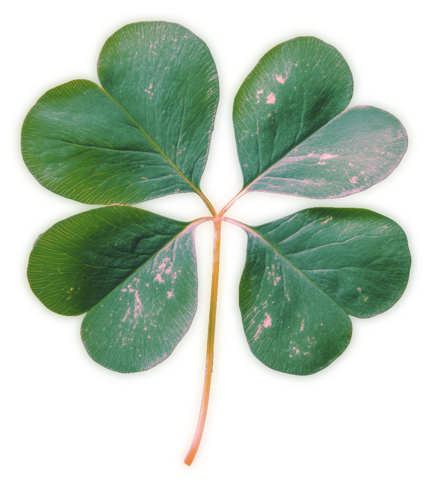 Clover Image